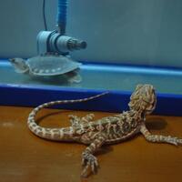 bearded-dragon