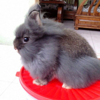 9733pet-lovers-regional-banten9733