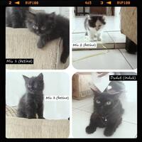 thread-hibah-adopsi-peliharaan-dan-kehilangan---part-2