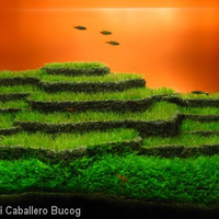 aquascape-for-everybody-learning-and-sharing