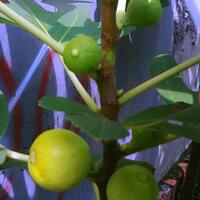 pohon-tin-pohon-ara-buah-tinbuah-ara-untuk-cancer-dan-collesterol-tinggi---part-2