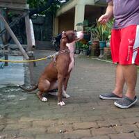 the-american-pitbull-lover039s---part-4