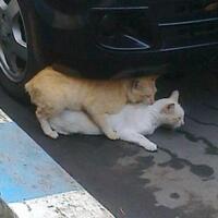 rintihan-di-siang-bolong