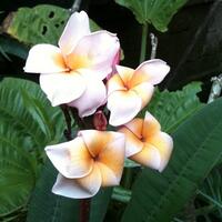 plumeria