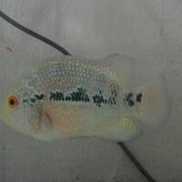 new-all-about-louhan