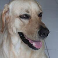 need-help-missing-dog--w--reward