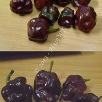 ayo-bertanam-cabe---hot--eksotis---part-1