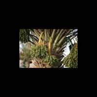 share-penampakan-asli-buah-kurma-sebelum-diolah