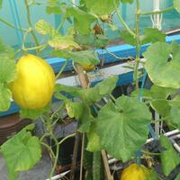 vegetable-lovers---official-thread---part-3