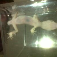 9788new-ask-about-leopard-gecko9788