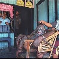 kisah-orangutan-dijadikan-pramuria-di-kalimantan