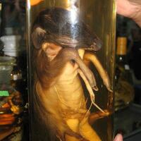 ada-yang-berani-buat-minum-minuman-ini