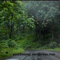 5-hutan-paling-angker-dan-mengerikan-di-dunia