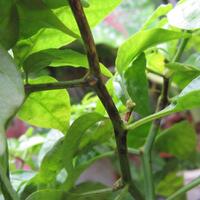 ayo-bertanam-cabe---hot--eksotis---part-1