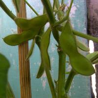 vegetable-lovers---official-thread---part-3