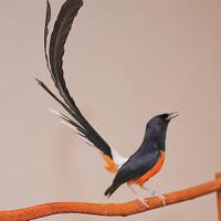 inilah-fauna-fauna-identitas-tiap-provinsi-di-indonesia