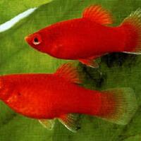molly--guppy--platty--swordtail--dan-sejenisnya--masuk-ya-gan