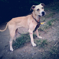 the-american-pitbull-lover039s---part-4