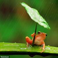 katak-kecil-juga-memakai-payung-pada-saat-hujan