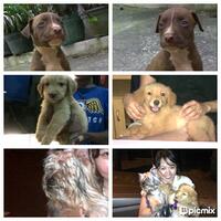 yang-hobi--sayang-ma-hewan-tumbuhan-pokoknya-peliharaan-kesayangan-yang-hidup