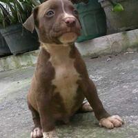 the-american-pitbull-lover039s---part-4