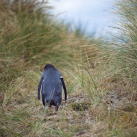 malaysia-airlinescari-mh370-china-berangkatkan-dua-kapal-perang