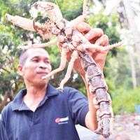 ditemukan-hewan-perpaduan-udang-kepiting-dan-kalajengking