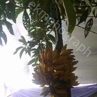 pohon-mangga-berbuah-pisang-asli-kumpulan-foto-pribadi-fenomena-alam-paling-aneh