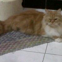ini-dia-gan-10-kucing-termahal-di-dunia----pict