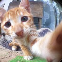 imut-gan-kucing-kucing-fotogenik-dengan-pose-unik