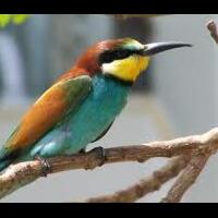 turki-tangkap-seekor-burung-diduga-agen-mossad