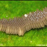 keajaiban-nyamuk-yang-mungkin-tidak-pernah-kita-sadari