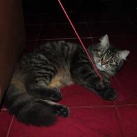 halo-semuanya-perkenalkan-saya-luvly