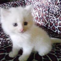 the-big-family-of-kalong-malam-revolutions---part-13