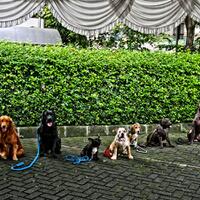 lounge---semua-pets-lovers-boleh-mampir-baca-dulu-1---part-3