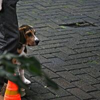 beagle-lovers