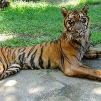 nightmare-zoo---ekspresi-hewan-di-kebun-binatang-pic