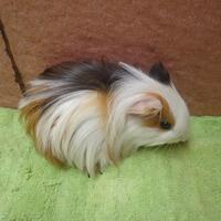 gtgt-test-percaya-dirimu-regeneration-ltlt