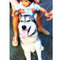 new-siberian-husky-lovers---read-page-1-for-update---part-2