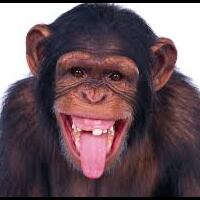 hati-hati-gan-hewan-juga-pendendammasuk-gan