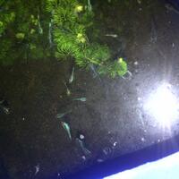 cupang-hias-ask--sharing---part-2