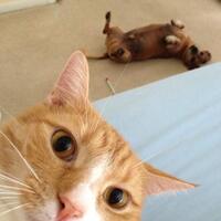 kalau-lihat-ini-pasti-langsung-gemes