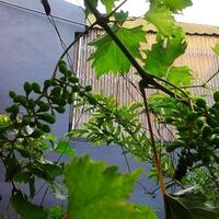 sharengomongin-apapun-ttg-tanaman-pohon-anggur-yuk