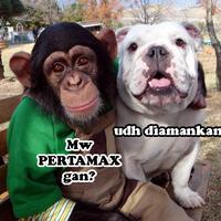 simpanse-pan--james-si-bulldog