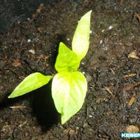 ayo-bertanam-cabe---hot--eksotis---part-1