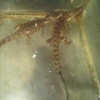 bercinta-di-air-emang-nikmat-ooh-oohh-blep-blep