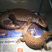 savannah-monitor-lovers-new-home