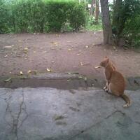 bagian-tubuh-kucing-yang-harus-disentuh-dan-dihindari-jika-ingin-menyenangkan-mereka