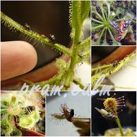 ngobras-belajar-menyayangi-flora-dari-forum-tanaman