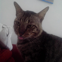 bagian-tubuh-kucing-yang-harus-disentuh-dan-dihindari-jika-ingin-menyenangkan-mereka